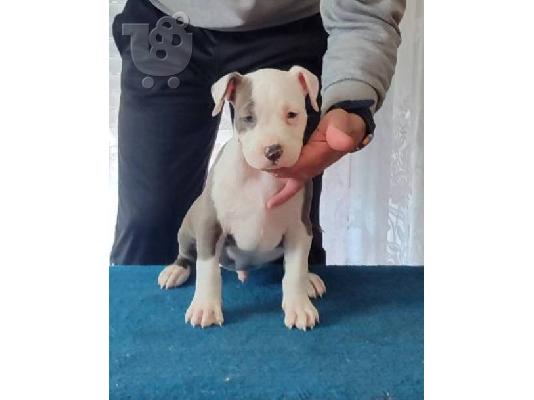 Κουτάβια American Staffordshire Terrier
